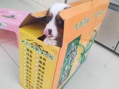 -宠颐生宠物医院·骨外科·犬猫全科诊疗中心(池州店)