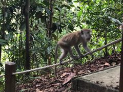 -武吉知马自然保护区