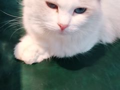 -喵喵咪呀布偶猫咖(春熙路店)