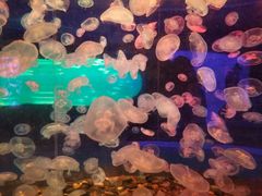 -多彩贵州城极地海洋世界