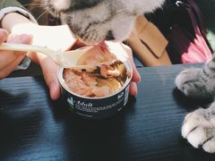 -猫小院猫主题咖啡厅(北锣店)