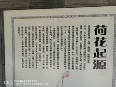 -莲花池公园