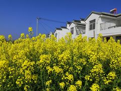 -合肥滨湖国家森林公园