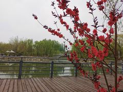 -大兴滨河森林公园