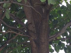 -大理文庙(大理古城)