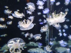 -太平洋海底世界