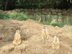 -上海野生动物园