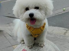 -翊宠yipet猫狗购宠庄园犬舍•猫舍