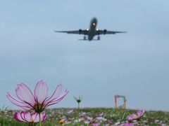 -空港花田景区