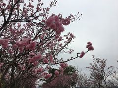 -天适樱花悠乐园