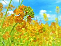 -中国天府农业博览园