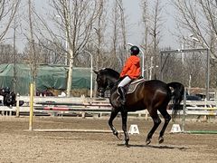 -北京群众马术培训基地