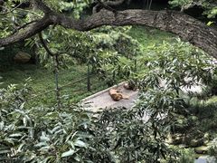 -大连森林动物园