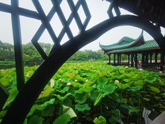 -桂湖森林公园