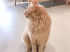 -藏猫猫咖啡主题馆(中央大道店)