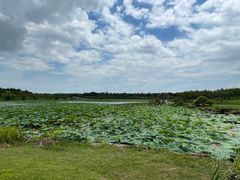 -上海海湾国家森林公园