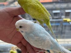 -怪兽屋·羊驼·猫咖·狗咖(俊华广场店)