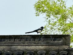 -杭州植物园
