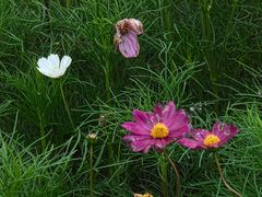 -中国天府农业博览园