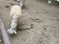 -秀丽东方