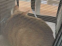 -申普宠物医院·心脏介入·心血管微创(总院)