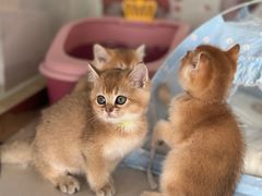 -糯米喵星人总部直营旗舰店·猫舍·幼猫出售