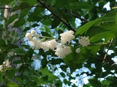 -上海滨江森林公园