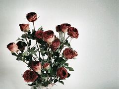 -双季花艺园艺市场(浦东店)