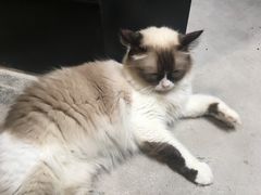 -猫色咖啡·猫咖