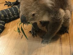 -墨尔本博物馆(Melbourne Museum)