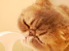 -滚猫咖啡·猫咖·猫友好撸猫(未来城店)