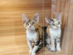 -猫十亿·布偶金渐层·曼基康矮脚猫舍(青年路店)