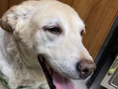 -纳吉亚猫专科动物诊疗中心(蒋宅口分院)