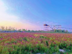 -枫林花海