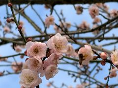 -中山市树木园