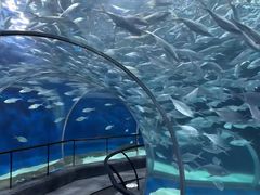 -上海海洋水族馆