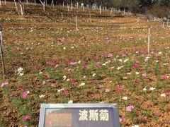 -松山湖梦幻百花洲