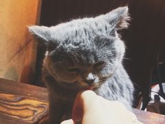 -猫友咖啡店(玉林西路店)