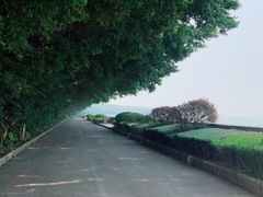 -大湾区中央湿地公园