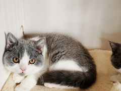 -东方名猫馆·英短金渐层布偶猫舍(环线广场1号楼店)