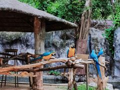 -清迈夜间动物园