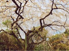 -京都御所