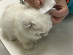 -中农国际动物医院24小时·猫科·骨科·急重症中心