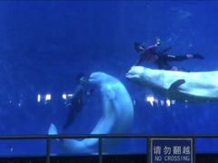-泉城欧乐堡海洋极地世界