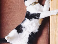 -猫的天空之城概念书店(杭州南宋御街店)