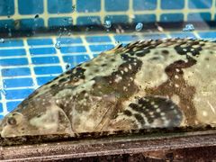 -碧海银沙海鲜餐厅(恒大海上威尼斯店)