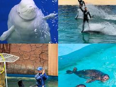 -秦皇岛乐岛海洋王国