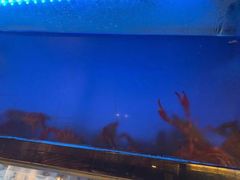 -爱妻鱼•老体北重庆水煮鱼•川菜(白云路店)