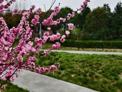 -洨河生态公园
