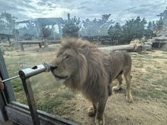 -西霞口神雕山野生动物世界